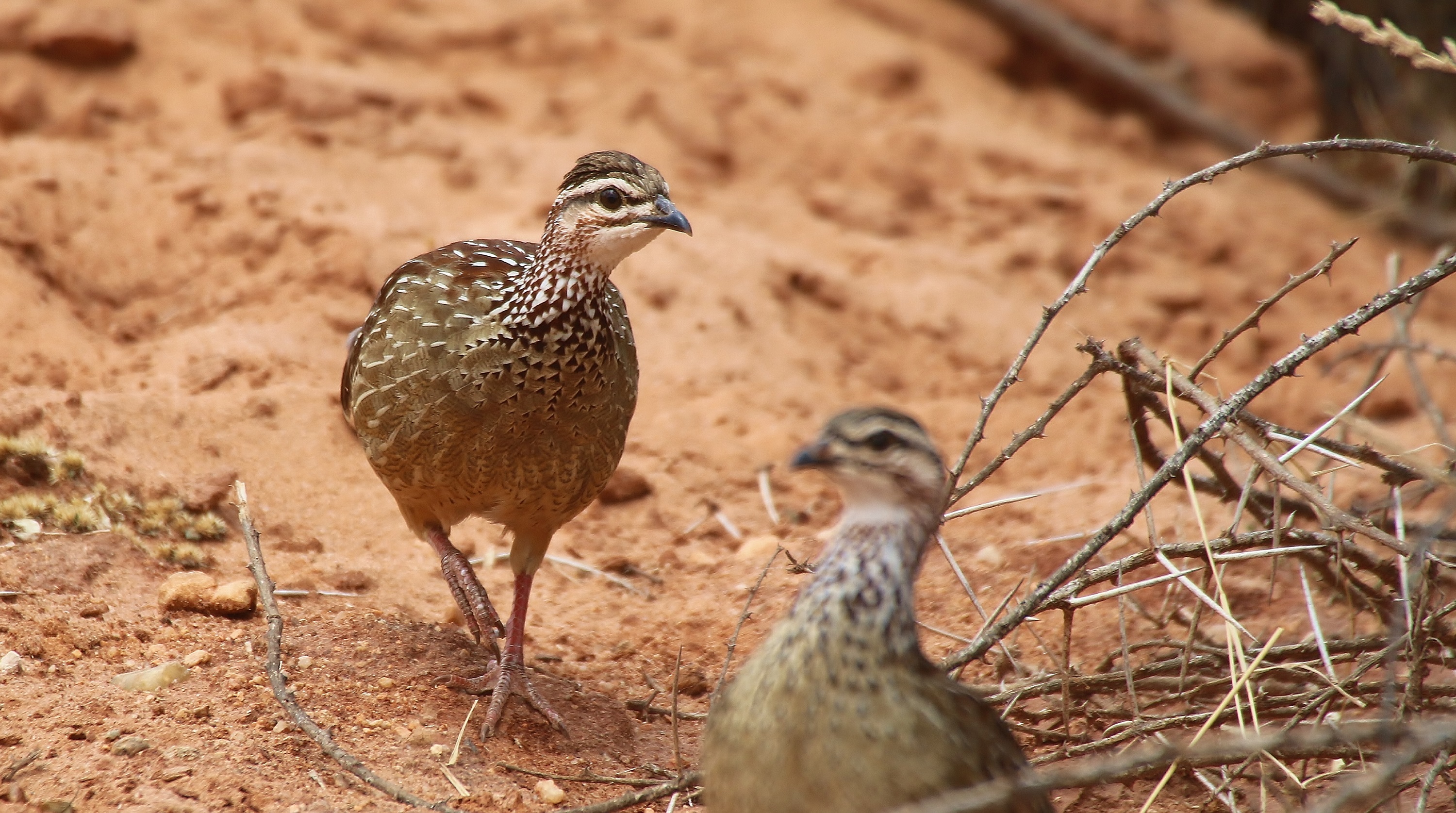Crested Francolin